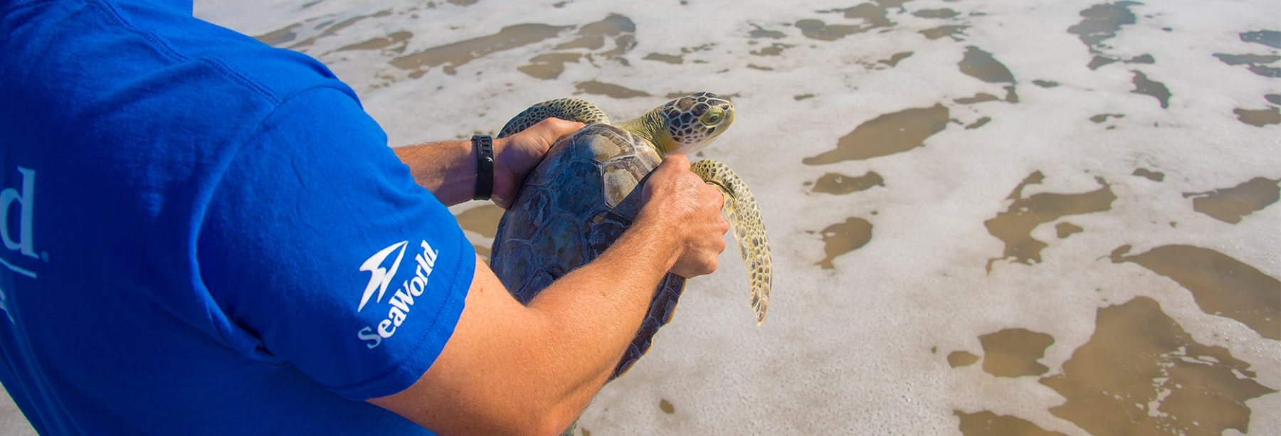 Yas SeaWorld Research & Rescue Internship