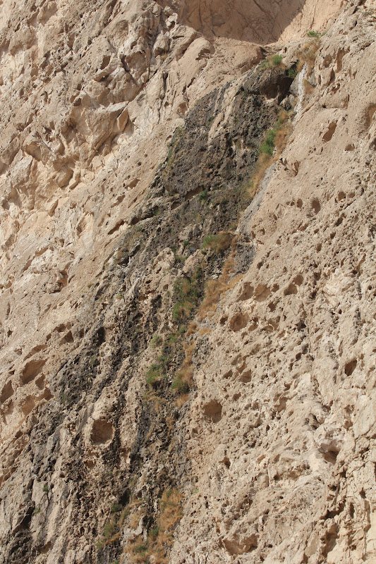 Wadi Tarabat Reserve Biodiversity Field Day